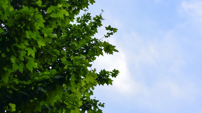 Green foliage against a blue sky