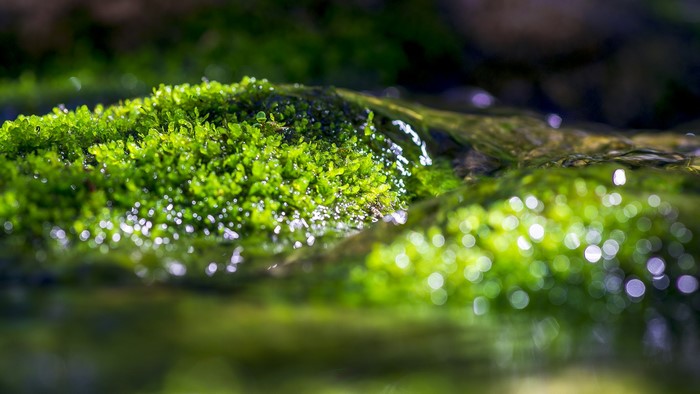 Close-up of wet green moss with water droplets