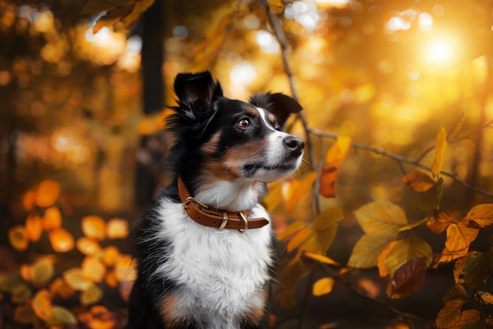 Tricolor dog with brown collar in autumn forest
