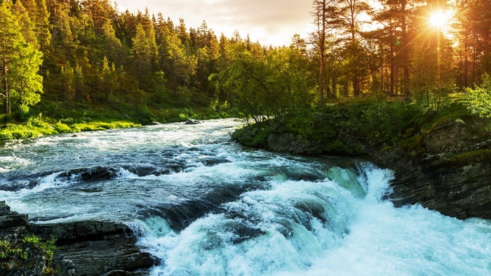 River flowing through a sunlit forest