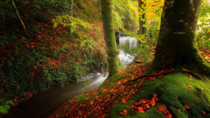 Autumn forest stream with waterfall and mossy trees
