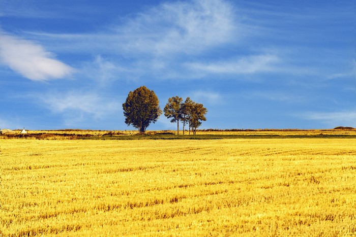 Golden wheat field with trees under blue sky
