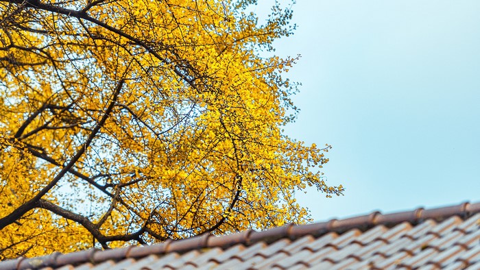 Yellow Ginkgo Tree Branches Overlooking Rooftop