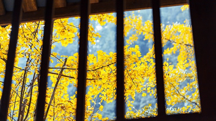 Yellow leaves seen through wooden bars in Sichuan