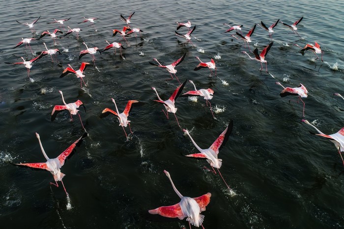 A flock of flamingos takes flight over dark water