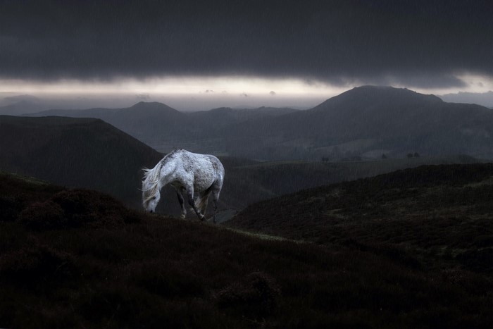 A white horse grazing in a rainy mountain landscape