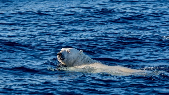 Polar bear swimming in the ocean
