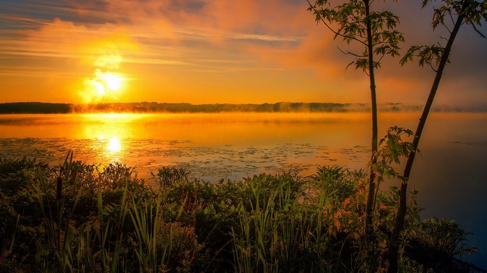 Sunrise over a misty lake with trees and plants