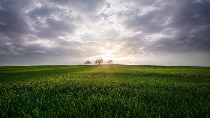 Three trees on a green field under a cloudy sky