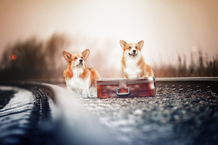 Two corgis with a suitcase on railroad tracks