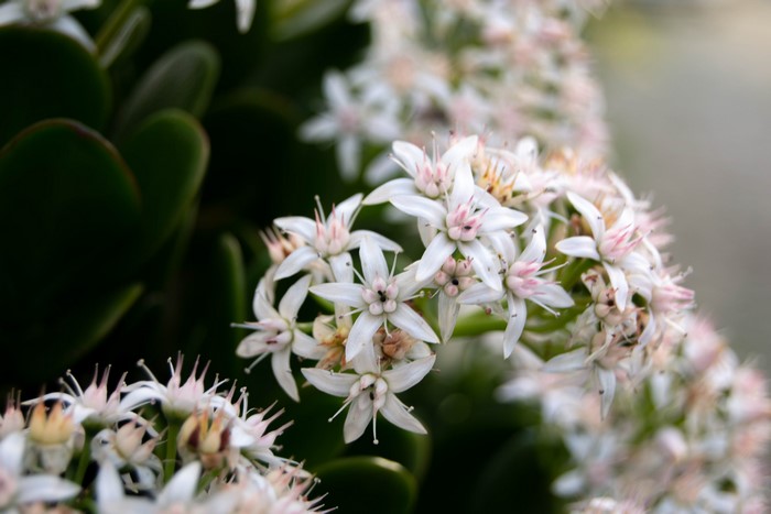 Jade Plant Flowers Macro