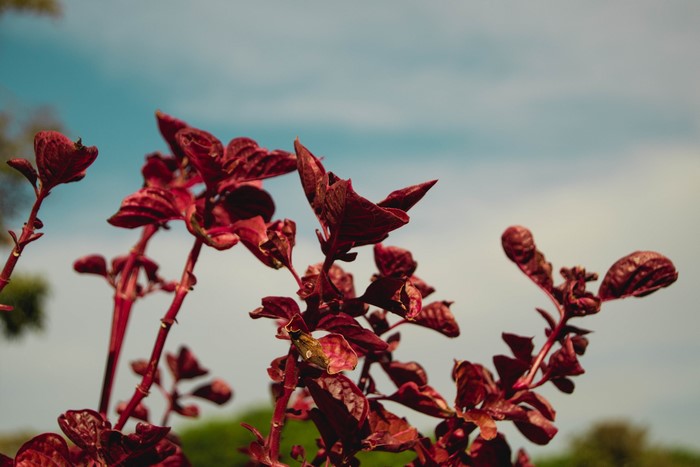 Red leaves against blue sky