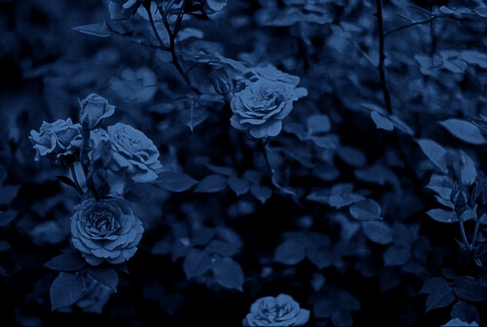 Dark blue roses in bloom