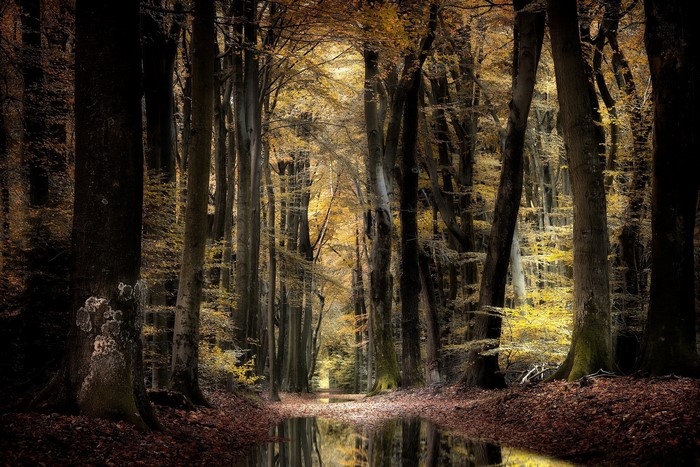 Autumn forest with a stream and fallen leaves