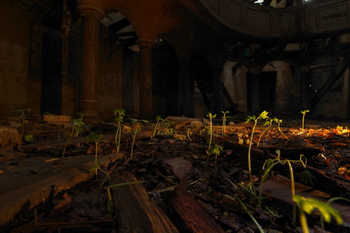 Abandoned church interior with plants growing