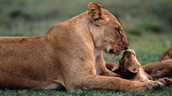 Lioness and cub interacting on grass