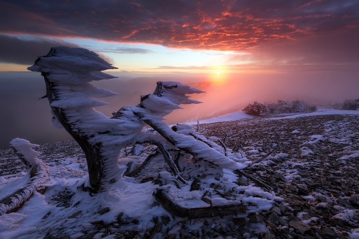 Frozen tree stump in a snowy mountain landscape at sunrise