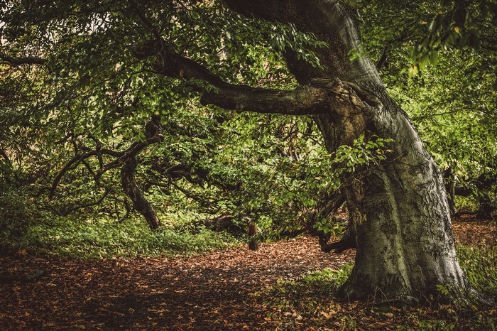 A large, gnarled tree in a forest with fallen leaves