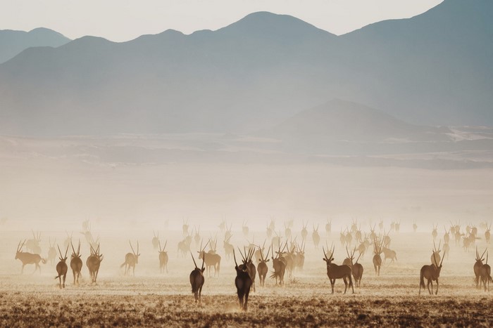 Herd of Oryx Antelopes in a Misty Landscape
