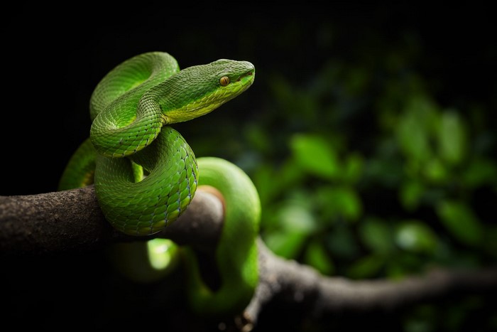 Green pit viper coiled on a branch