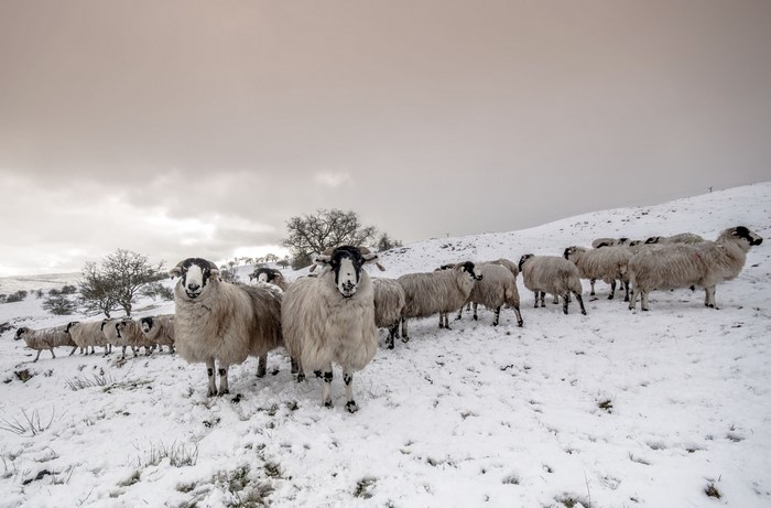 Sheep in a snowy landscape
