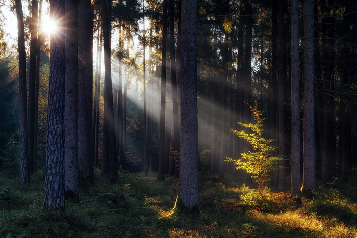 Sun rays filtering through a forest with tall trees