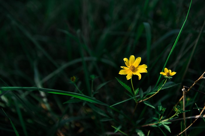 Yellow wildflowers in dark green grass