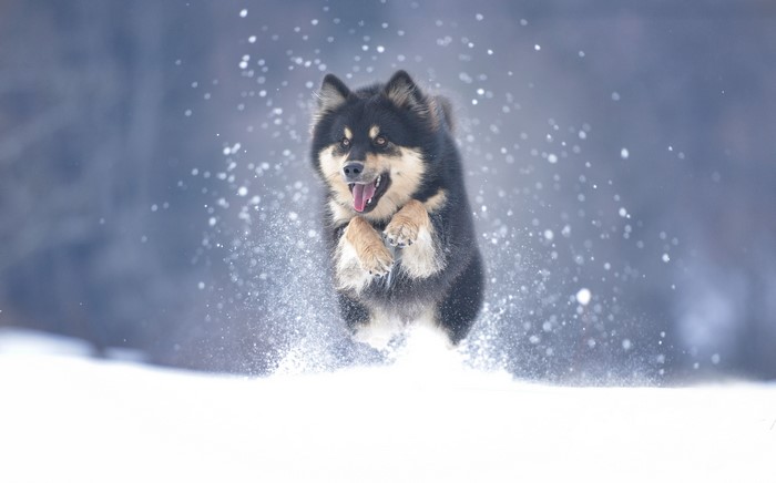 A Finnish Lapphund dog jumping in the snow