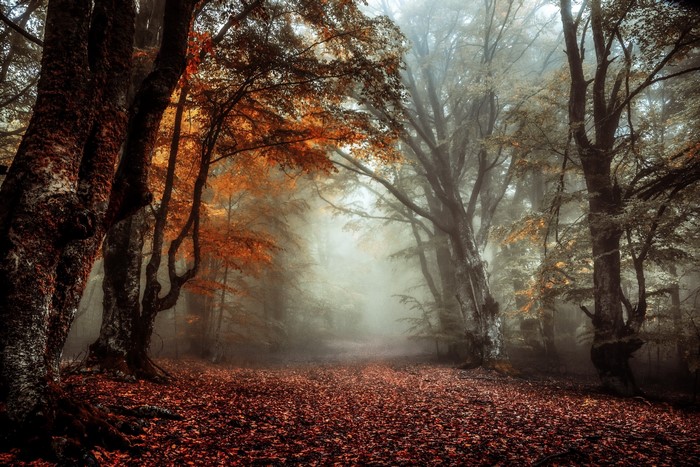 Misty forest path covered in autumn leaves