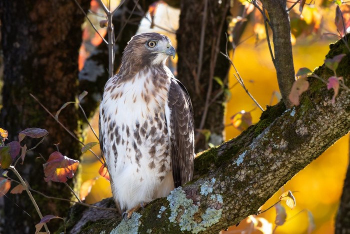 Hawk perched on a tree branch with autumn leaves