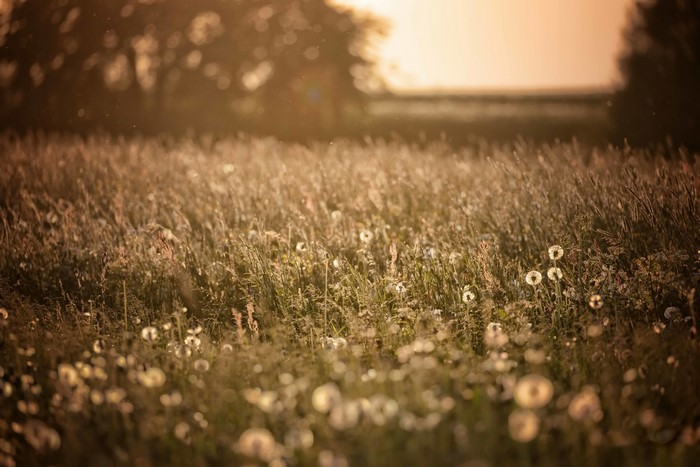 Field of dandelions and tall grass at sunset
