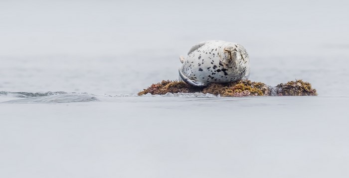 Spotted seal resting on a rock in the ocean