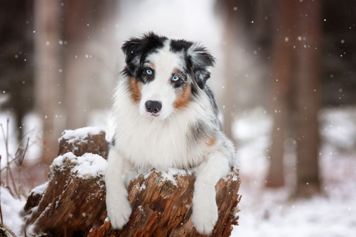 Australian Shepherd dog in the snow