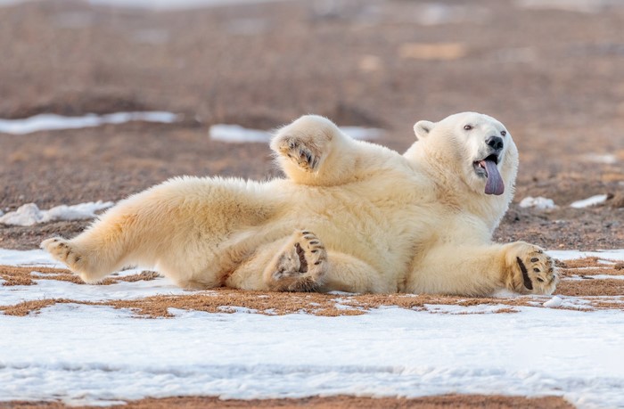Polar bear lying on its back with tongue out