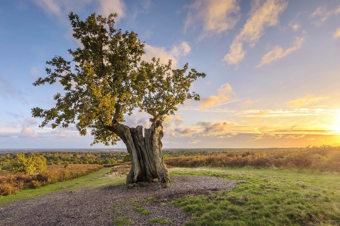 Old tree on a hill at sunset