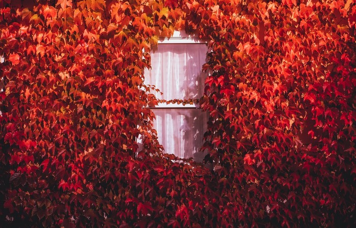 Red leaves covering a window in fall
