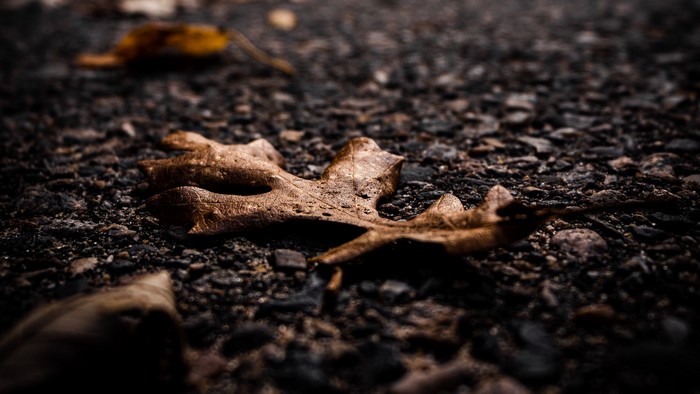 Fallen leaves on dark, rocky ground