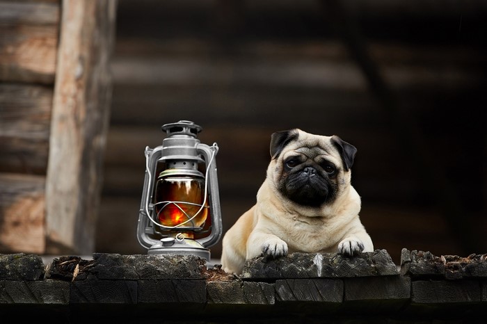 Pug dog and lantern on wooden surface