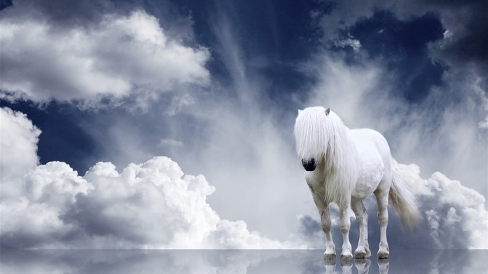 White horse against a dramatic sky