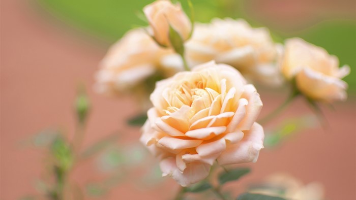 Peach roses in soft focus