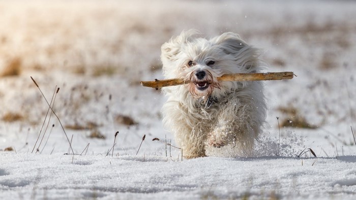 White dog running in snow with a stick