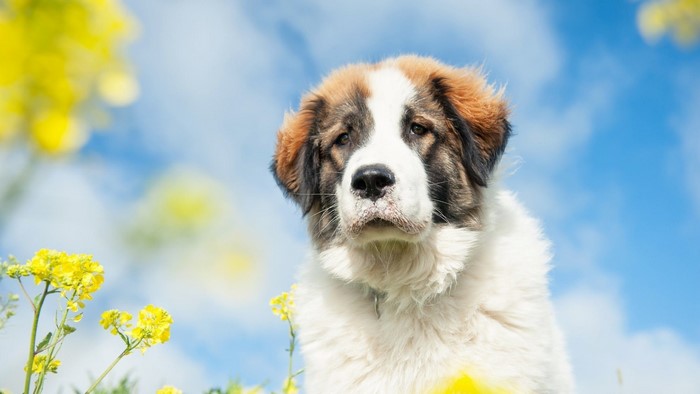A fluffy dog sits among yellow flowers under a blue sky.