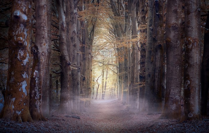 Misty forest path with tall trees in autumn