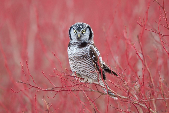 Northern Hawk Owl perched on red branches