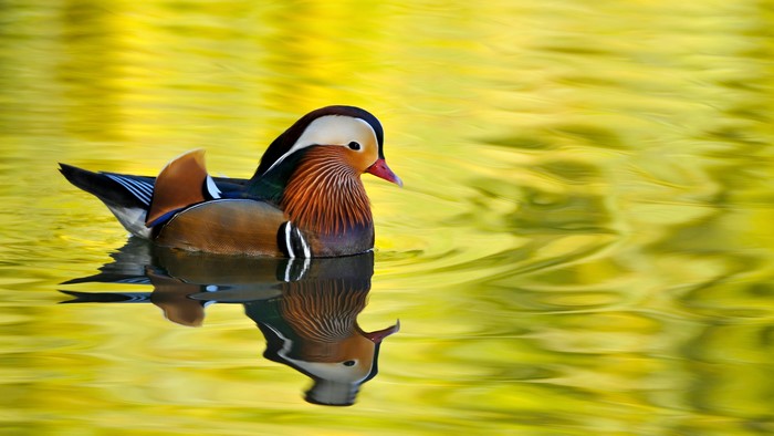 Mandarin duck swimming in yellow water