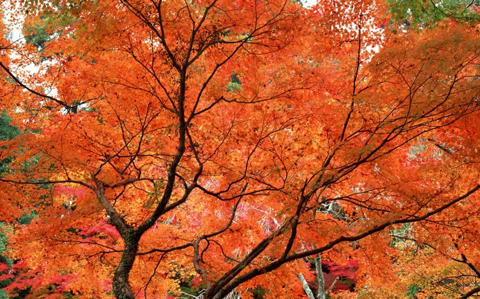 Autumn Maple Tree with Orange Leaves