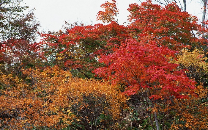 Autumn trees with red and orange leaves