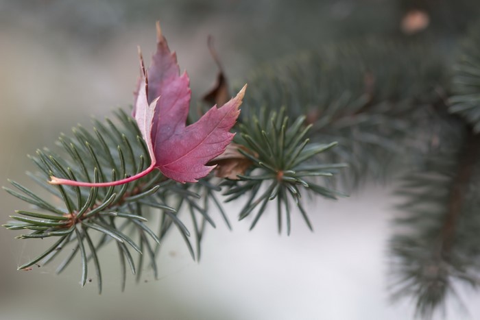 Red leaf on a pine tree branch
