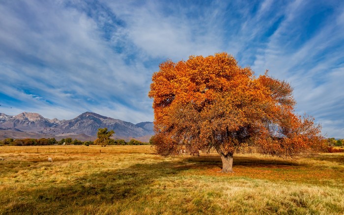 Autumn tree in a field with mountains and sky