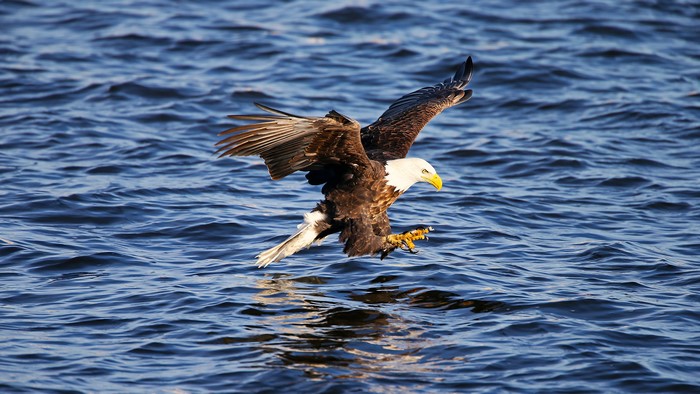 Bald eagle flying over water